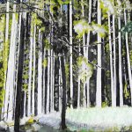 Anit Van Hercke – Wald im Licht
