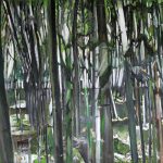 Antit Van Hercke – Bambuswald