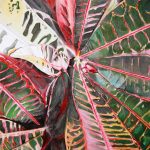 Anit Van Hercke – Genese